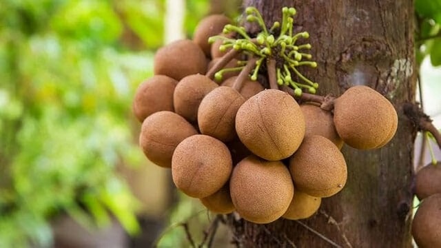Kepel Fruit