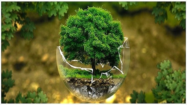 Ecology Meaning
