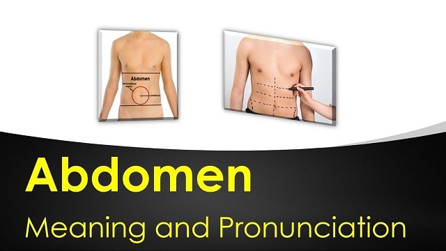 Abdomen Meaning