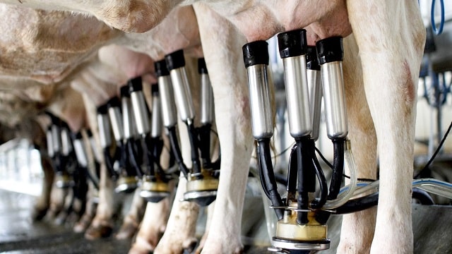 Alternative Sources Of Animal Milk Other Than Cows