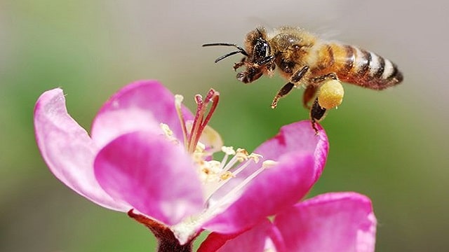 Bees (Importance) Meaning