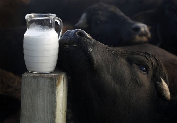 Buffalo milk