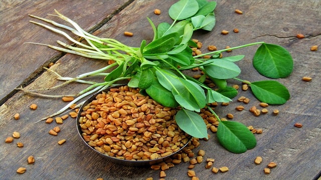 Fenugreek