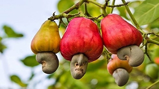 Red cashew